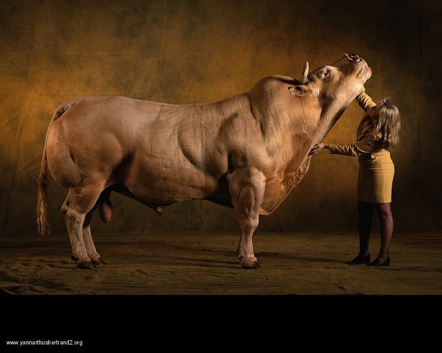 yann-arthus-bertrand-farm-animal-portraits-belgian-blue-cattle-bull