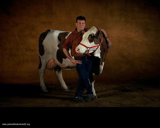 yann-arthus-bertrand-farm-animal-portraits-guernsey-dairy-cattle