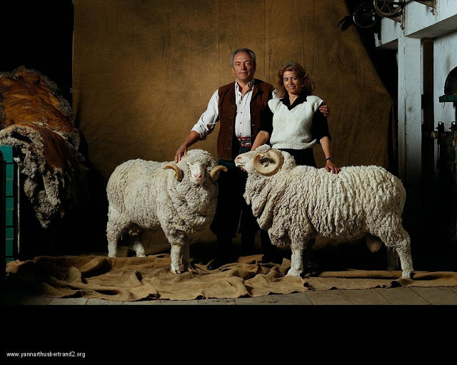 yann-arthus-bertrand-farm-animal-portraits-merino-wool-sheep-ram