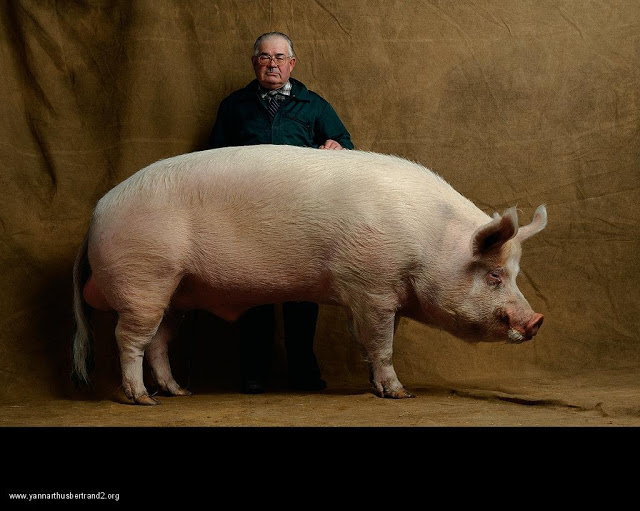 yann-arthus-bertrand-farm-animal-portraits-middle-white-pig
